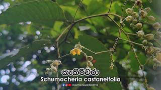 ලංකාවට ආවේණික කැකිරිවරා | Protected ශාකයක් | Schumacheria castaneifolia (Kekiriwara)