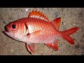 世界遺産で本気の穴釣り。Fishing at a World Heritage Site. 세계유산으로 낚시.在世界遗产地钓鱼