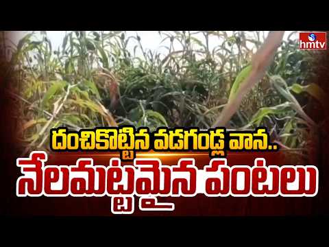 దంచికొట్టిన వడగండ్ల వాన..నేలమట్టమైన పంటలు | Farmers Crops Damaged by Hailstorm | hmtv