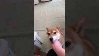 【主婦ゆみと柴犬】生配信ライブ