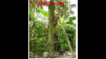 Chuối 100 nải#shortvideo #nôngdânlàmgiàu