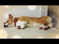 トリミングで疲れすぎて爆睡するコーギー犬笑【Corgi #46】