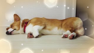 トリミングで疲れすぎて爆睡するコーギー犬笑【Corgi #46】