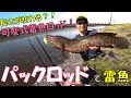 可変式パックロッドで雷魚を狙え！野池と水路でライギョ専用竿を試してみた！