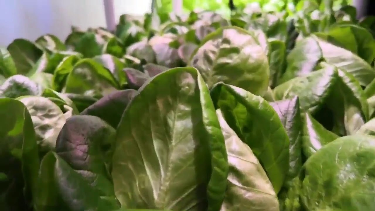 Koray led grow light for lettuce