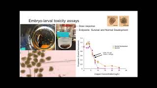Dose-dependent impacts of copper and ocean acidification on Mytilus californianus