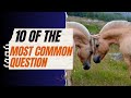10 of the most common questions about horses