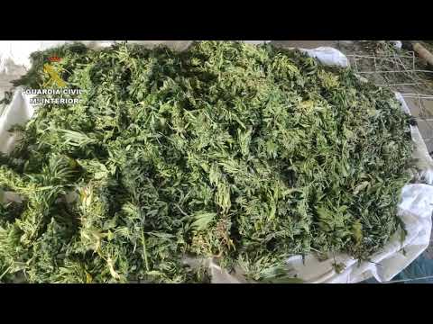 Lo pillan con 80 plantas de marihuana que ocultaba en una finca de Almonte