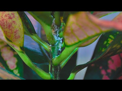 Video: Jahuputkad aias – jahuputrude tõrje õuetaimedel