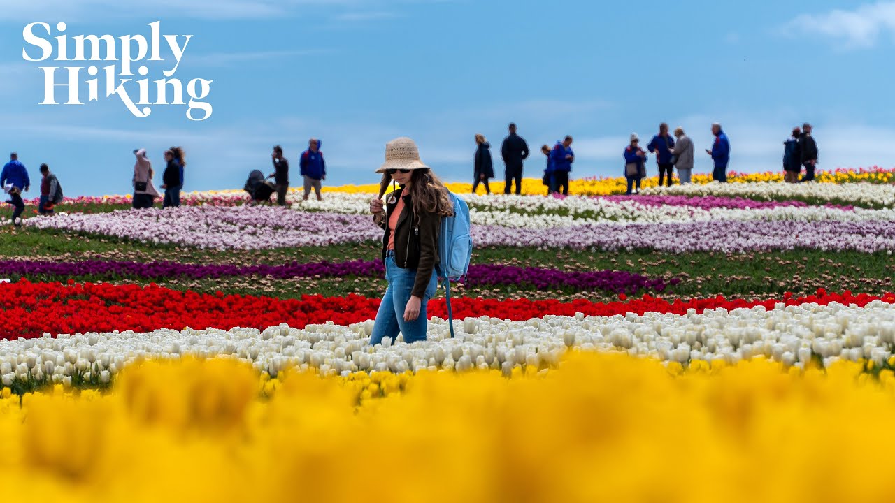 Exploring Table Cape Tulip Farm Wynyard Tulip Festival Tasmania 2022