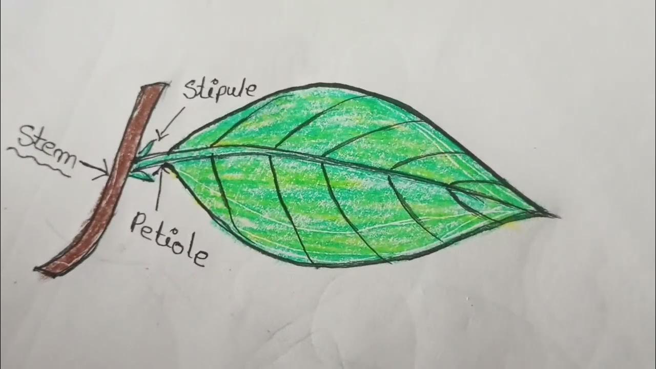 Parts of a leaf || How to draw a leaf and lebel it || - YouTube