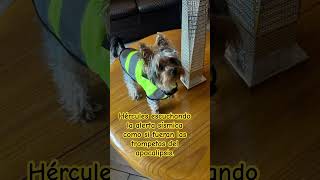 La mochila de Hércules pesa más por el drama que por las provisiones #humor