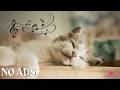 12 Hours of Calming Music for Cats💖Stress-Reducing Music for Cats💖 Music to Help Cats Reduce Anxiety