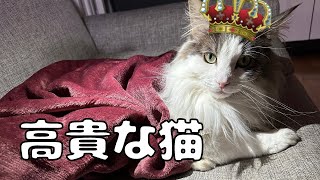 I gave my cat a blanket and it looked great on him by らいむずらいふ 343 views 4 months ago 4 minutes, 45 seconds