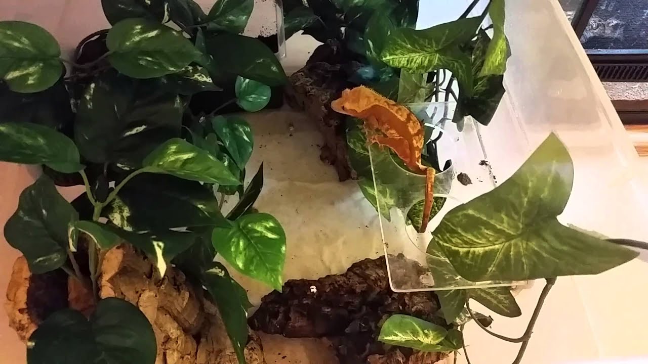 lizard skin grips August 2014 Reptile Room Update/Sale