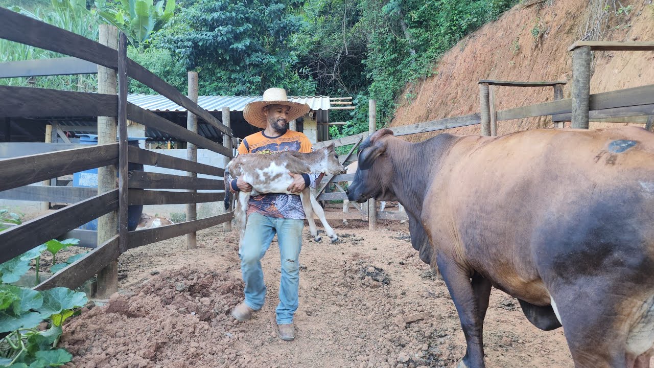 Nossa vaca ROXINHA pariu uma linda bezerra 😍🤠