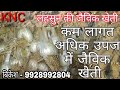 लहसुन की खेती ! उन्नत किस्म एवं नई तकनीक के साथ किसान नॉलेज सेंटर