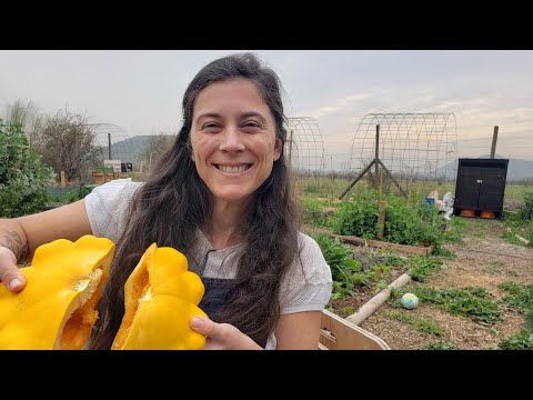 Video: Cómo cosechar y almacenar semillas de calabaza