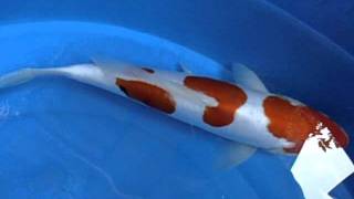 ซันเก้ 32 cm. Unk.AVI
