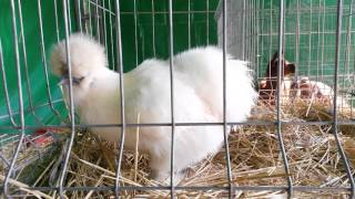 White silkie chickens