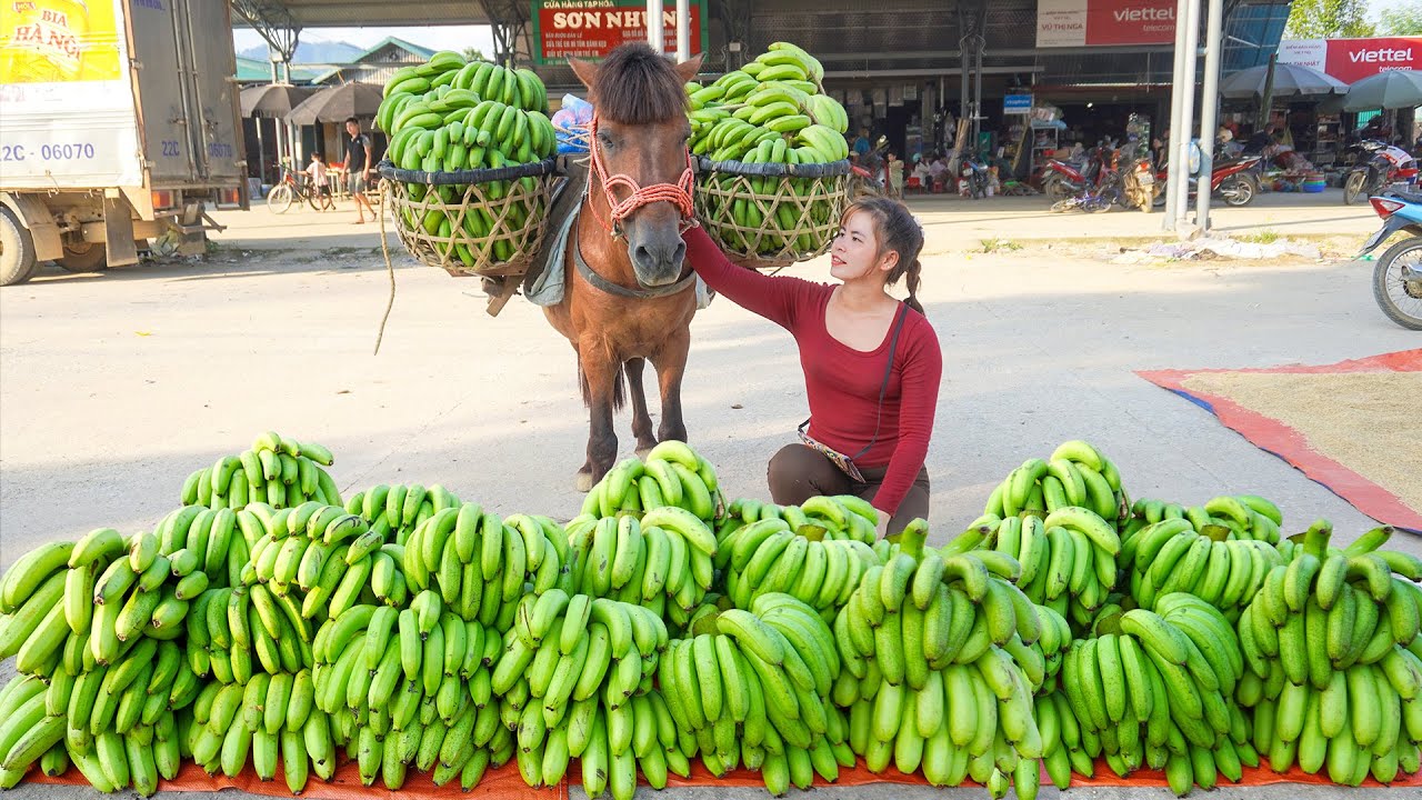 Harvesting Many Banana - A Strong Horse Carries Many Bananas Go To Market Sell. Ly Tieu Toan