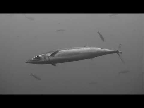 What Does An Ono Fish Look Like