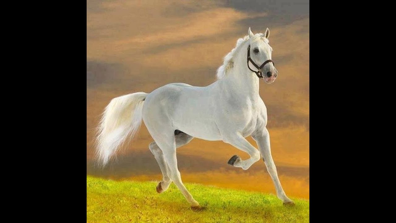 اصيل الخيل