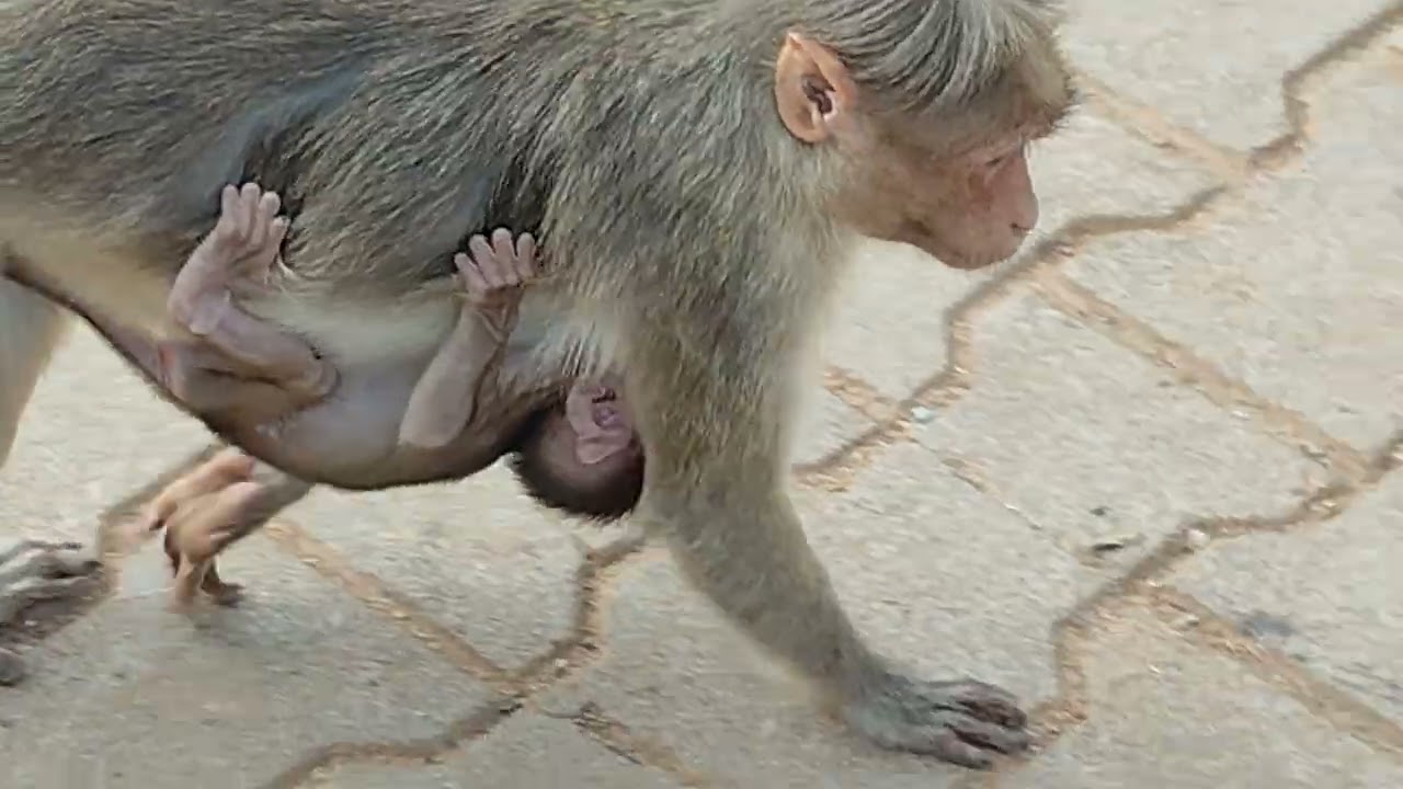 ഒരു ക്യൂട്ട് വീഡിയോ ❤️ സൗപര്‍ണ്ണിക തീരം കൊല്ലൂര്‍