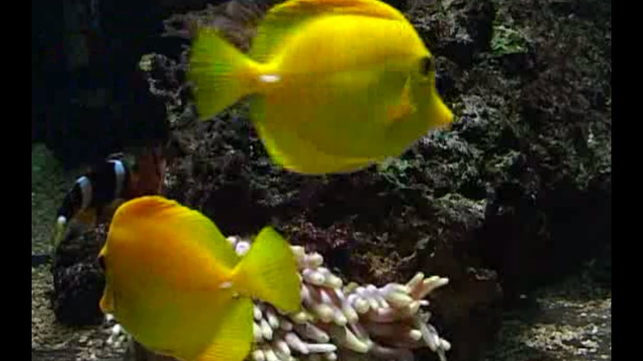 Aquarium Relaxing Video 5