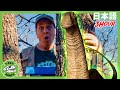 卵を探せ | ティラノサウルス牧場 | 恐竜番組 | 子供向け | T-Rex Ranch