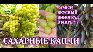 Фото Виноград Рататуй Фото Виноград Рататуй