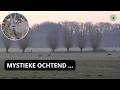 Reeën in de mist, een mystieke natuurwandeling | Landgoed Den Treek Henschoten