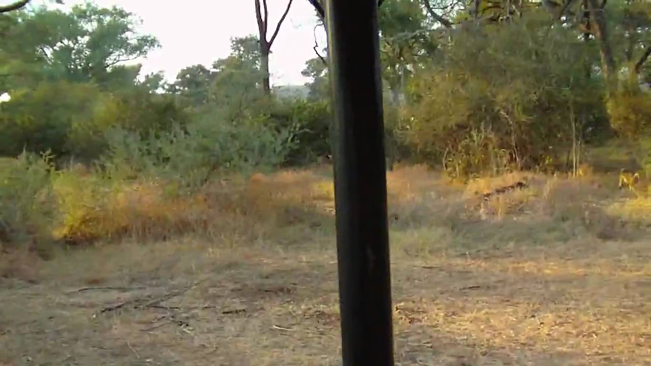 Josh/EJ - Monkey Business