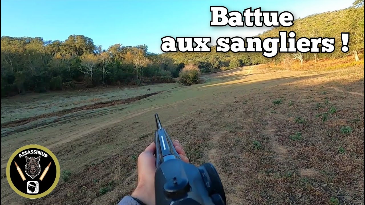 Battues aux sangliers 2024/ Chiens courants / Breizh'Hunt