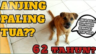 TERNYATA BEGINI ANJING PALING TUA??!!!