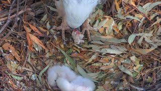 ☀️☀️ 2 chicks. Mom feeds 🦈.