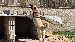 Çoban Köpeklerimiz Yaylaya Çıkamaya Hazır #Kangal #Çapar #Yukarıçiğil #Ilgın #Konya