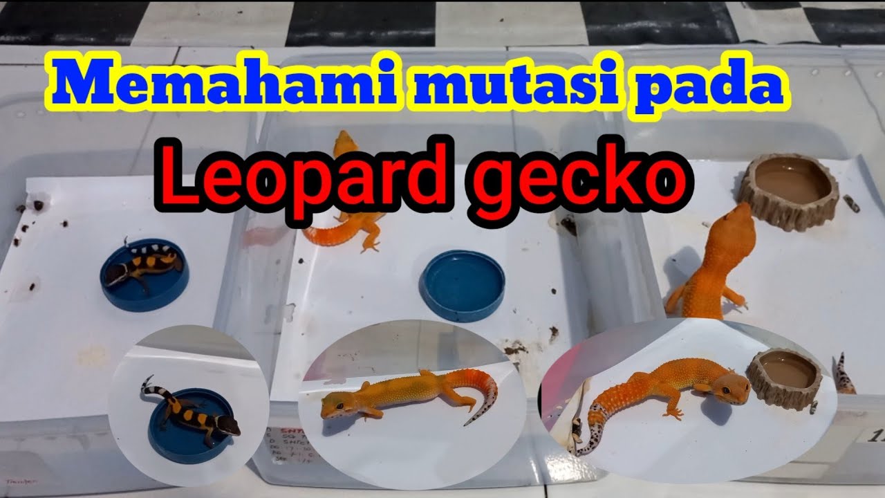 MEMAHAMI MUTASI PADA LEOPARD GECKO DARI BABY SAMPAI DEWASA