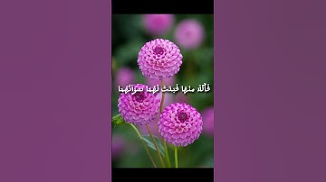 سورة طه الآية (118) القارئ شريف مصطفى #قرآن