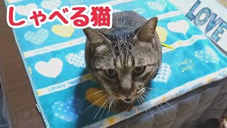 たくさんお喋りする猫 1匹は小鳥ともう1匹は母と