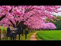 Beautiful Classical Music Masterpieces for Relaxation & The Soul 🌿Chopin, Beethoven, Mozart, Debussy