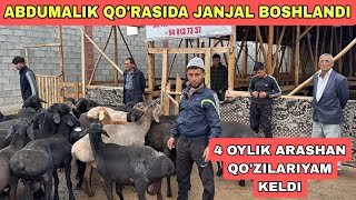 200 BOSH QO'ZI QOCHQORLAR OPTOM VA DONAGA ARZONLAP KETTI