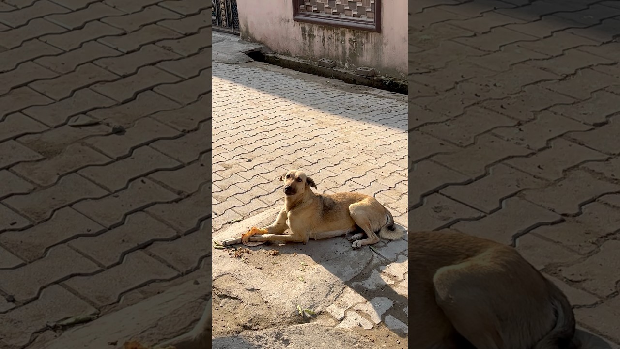 Feeding cute stray dog #shorts #trendingshorts #trending #dog #animals #animallovers  #kindness
