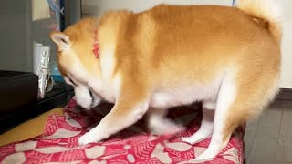 ボロボロのお布団を楽にしてやる柴犬