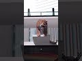JR大阪駅でヒョウが飛び出す3D映像放映