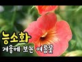 양반집에만 있었다는 능소화/겨울에 보는 여름꽃 능소화/슬픈 전설의 꽃 이야기