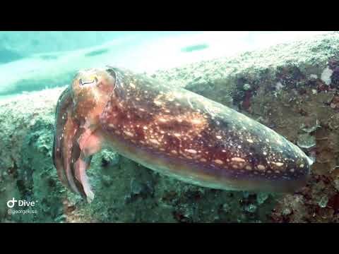 Amazing Sleeping Cuttlefish