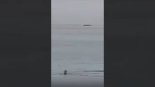 Mısırda Köpek Balığı Saldırısına Uğrayan Turist Öldü