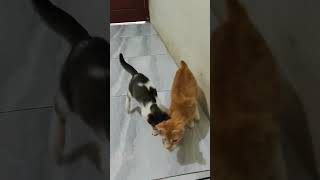 Beyond prediction #catlovers #cattoys #villagecatstories #catsiblings #catplaying