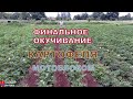 Окучивание картофеля мотоблоком/культиватором перед сбором урожая на нашем участке в деревне.